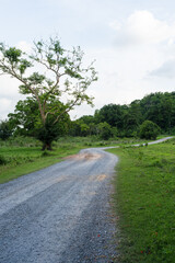 Dirt road in jungle to camping at Nakhon Nayok, Thailand