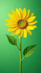 Naklejka premium A Vibrant Single Sunflower with Lush Green Leaves Against a Solid Background