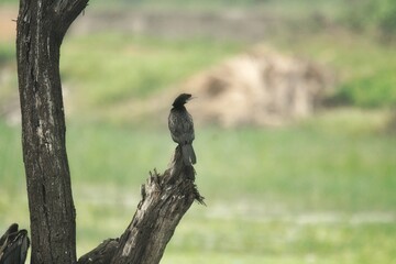 Bird photography 