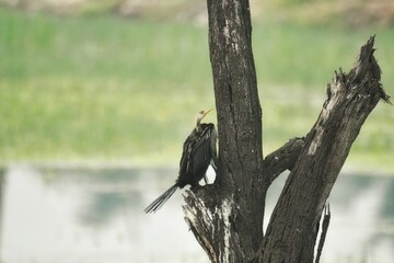 Bird photos 