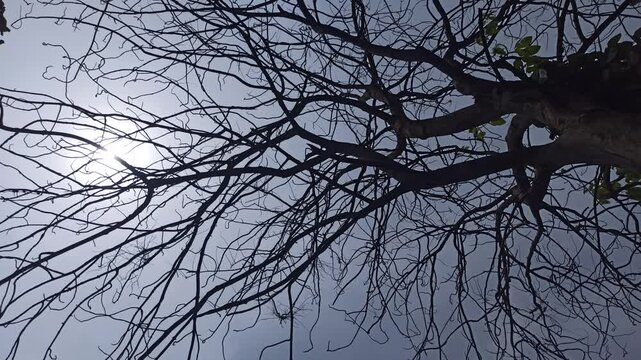dry tree branches