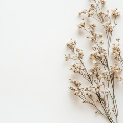 Delicate dried flowers on a light background.