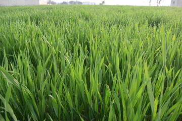 Obraz premium Asian agriculture seasonal crops in growing process, Seedlings of young shoots on field in spring. Green wheat sprouts on field against sky and clouds. Slow motion. Concept of life, growing sprouts. 