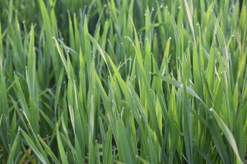 Asian agriculture seasonal crops in growing process, Seedlings of young shoots on field in spring. Green wheat sprouts on field against sky and clouds. Slow motion. Concept of life, growing sprouts. 