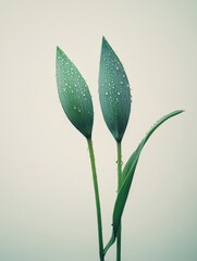Obraz premium Fresh green plant leaves with water droplets.