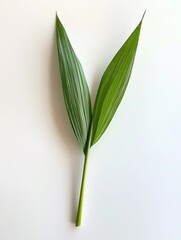 Obraz premium Green leaf on white background for design use.