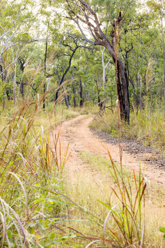 winding outback track road tree lined bush