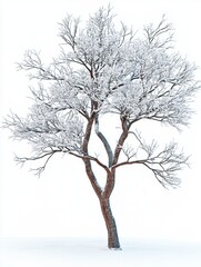 Obraz premium Lonely tree covered in peaceful white snow.