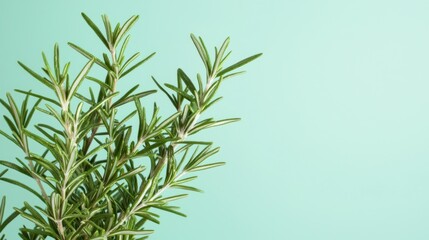 Fototapeta premium Fresh Rosemary Sprigs on Mint Green Background