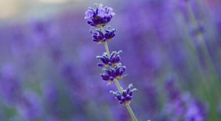 Purple lavender bloom in nature. Composition of nature. Summer blooming flower. Blooming flower field. Field of lavender. Lavender flower in summer. France Provence field. Lavender oil