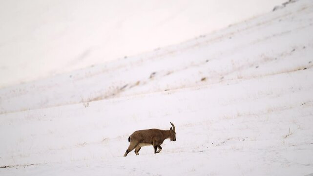 Himalaya Ibex female grazing in a snow covered mountain landscape