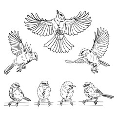 Obraz premium Set of titmouse. Flying bird. Hand drawn vector illustration.