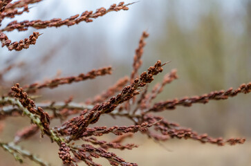 Close-up of dried brown plant in winter. Calm setting, focused mood, macro shot, horizontal framing, natural environment, concept of seasonal decay and nature's textures.