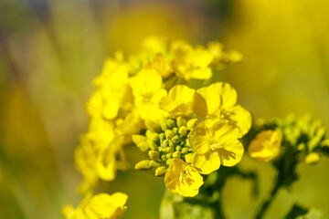 早咲菜の花と蕾