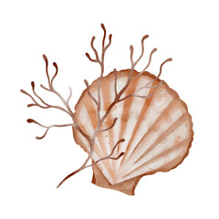 Fototapeta premium Watercolor composition of Seashell and Seaweed. hand drawn illustration of Sea Shell and brown Algae on isolated background. Undersea element for design in marine vintage style.