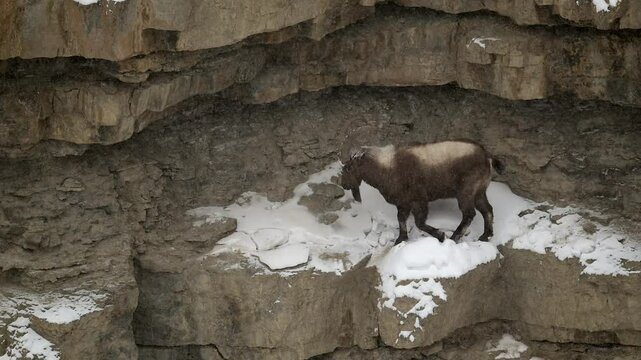 Himalayan Ibex male with long horn taking shelter during a Himalaya snow storm