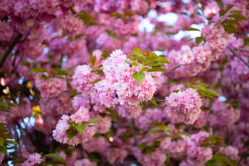 Fototapeta premium pink sakura blossom on branch. photo of sakura blossom. spring sakura blossom. spring sakura blossom