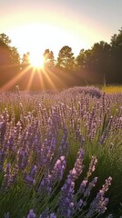 Fototapeta premium Sunlight shining through lavender fields during golden hour near a serene landscape