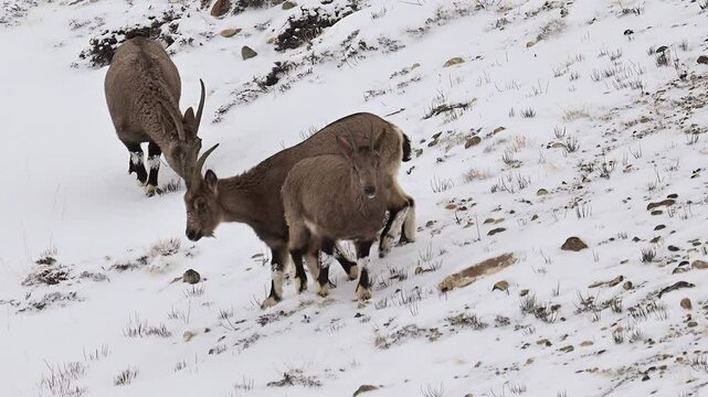 Himalaya Ibex family grazing in a snow covered mountain landscape