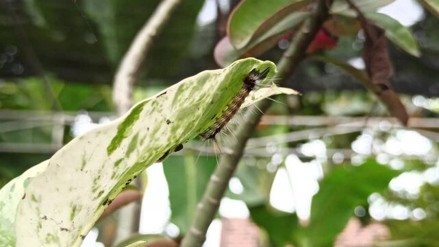caterpillar in the garden
