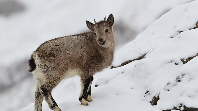 Himalayan Ibex young kid eating grass off a frozen snow covered ground in the Himalaya mountain 