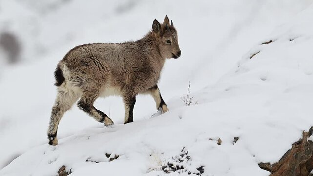 Himalayan Ibex young kid eating grass off a frozen snow covered ground in the Himalaya mountain 