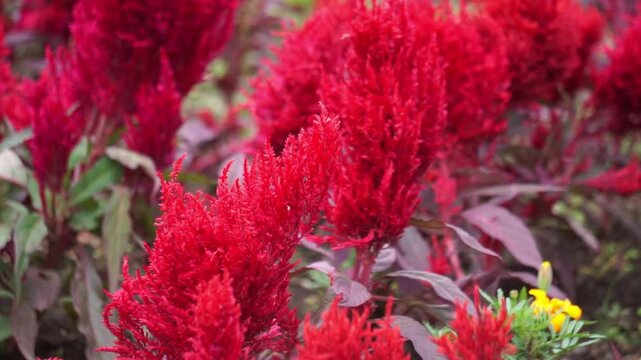 Celosia Sunday in the park. Celosia Sunday flowers come in a variety of colors, including orange, pink, red, and salmon. 