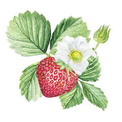 Strawberry Watercolor illustration, strawberry bushes with green leaves and white flowers