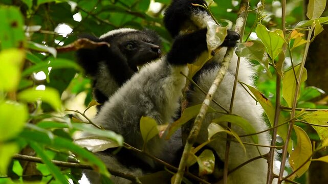 Indri indri Lemur in Madagascar forst tree 