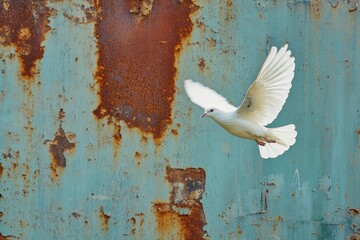 White dove soaring against a weathered blue metal backdrop in natural light
