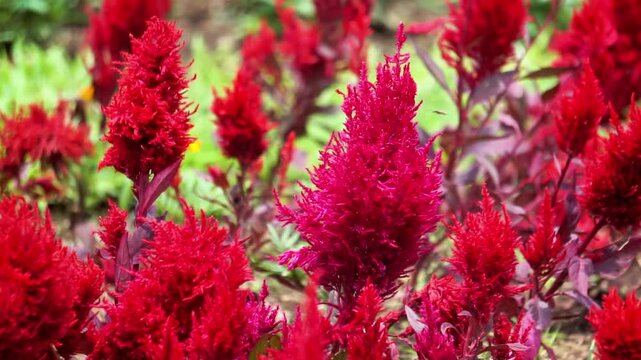 Celosia Sunday in the park. Celosia Sunday flowers come in a variety of colors, including orange, pink, red, and salmon. 