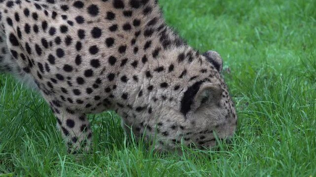 Sibling Cheetah brothers playing, eating and walking around their cage. High quality 4k footage
