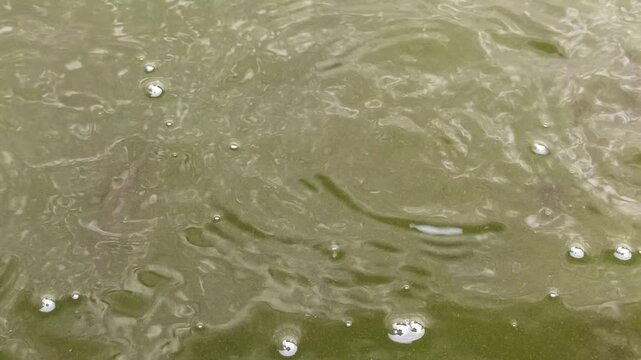 catfish breeding pond