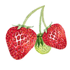Watercolor red juicy strawberry with leaves. Food background, painted bright composition. Hand drawn food illustration. Fruit print. Summer sweet fruits and berries.