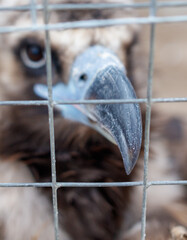 A bird is peering through a wire fence
