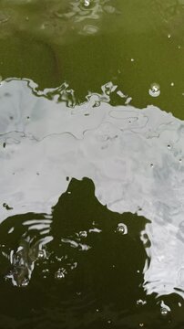 catfish breeding pond