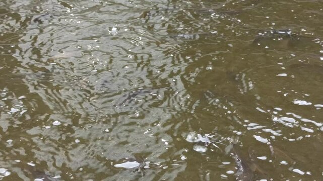 catfish breeding pond