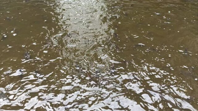 catfish breeding pond