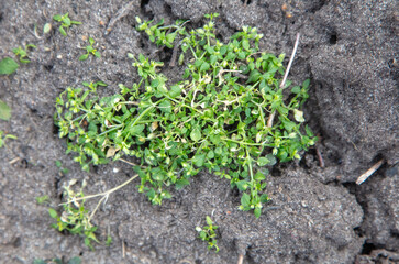 A patch of dirt with a few green plants growing on it