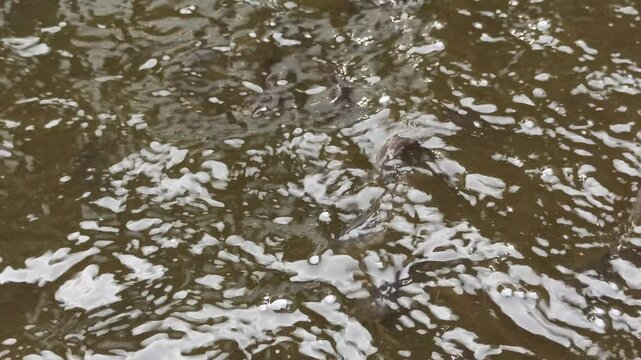 catfish breeding pond