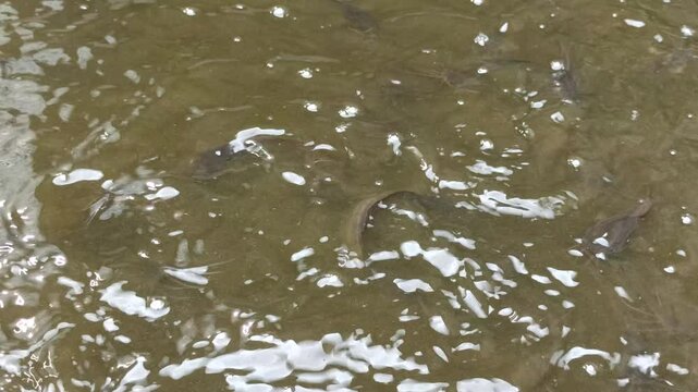 catfish breeding pond