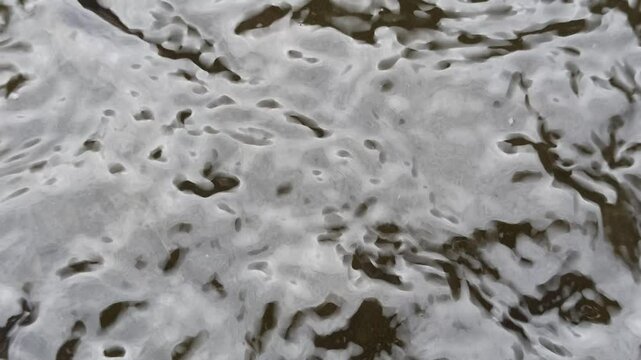 catfish breeding pond