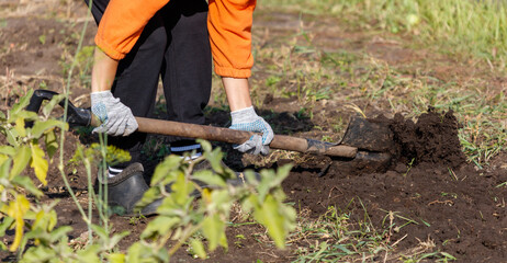 Naklejka premium A person is digging a hole in the dirt with a shovel