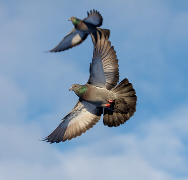 Two pigeons flying in the sky with one of them having a red beak