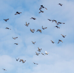 A flock of pigeons flying in the sky