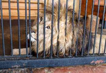 A lion is laying down in a cage with bars © schankz