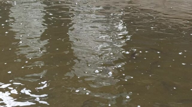 catfish breeding pond