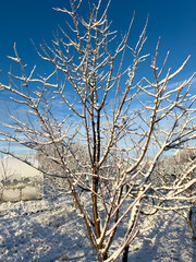 A tree covered in snow with a blue sky in the background