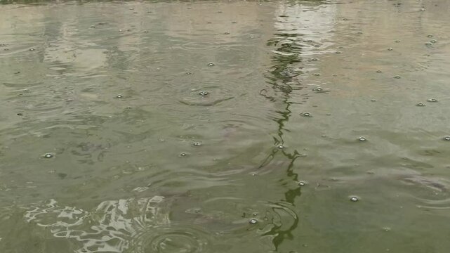 catfish breeding pond
