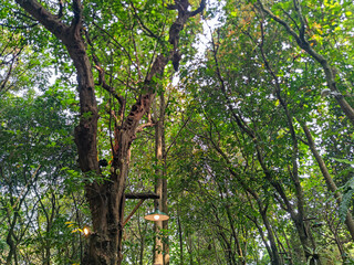 A view looking up through the dense canopy of a lush green forest. A hanging lamp is visible amongst the trees. Lush Greenery Canopy with Hanging Lamp